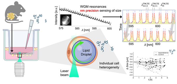 Biofotonika lipidnih kapljic: od naravnih optičnih resonatorjev k izjemno natančnim senzorjem dinamičnih procesov v maščobnih celicah