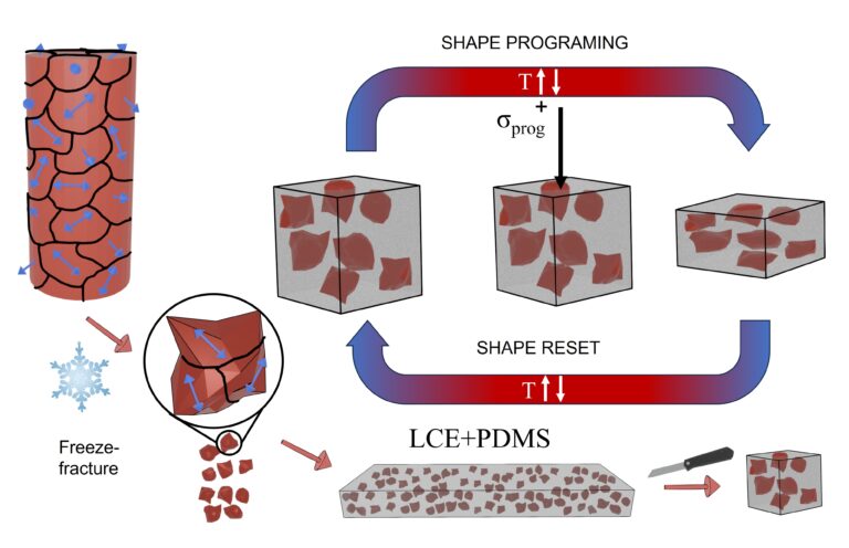 Mechanical anisotropy in compressive-stress shape-programmed liquid crystal elastomers and polymer-dispersed liquid crystal elastomer composites
