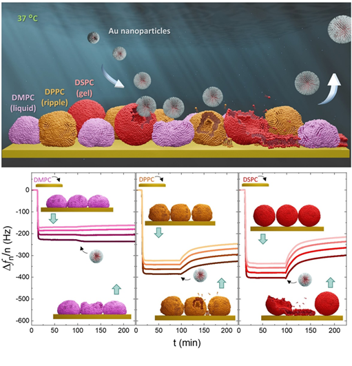 Lipid-phase-modulated interactions of gold nanoparticles with supported vesicular and planar membranes